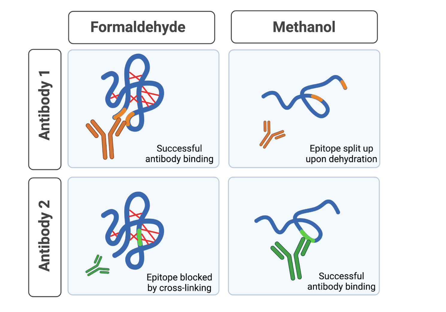 Deep Dive Fixing and Permeabilizing for Immunofluorescence